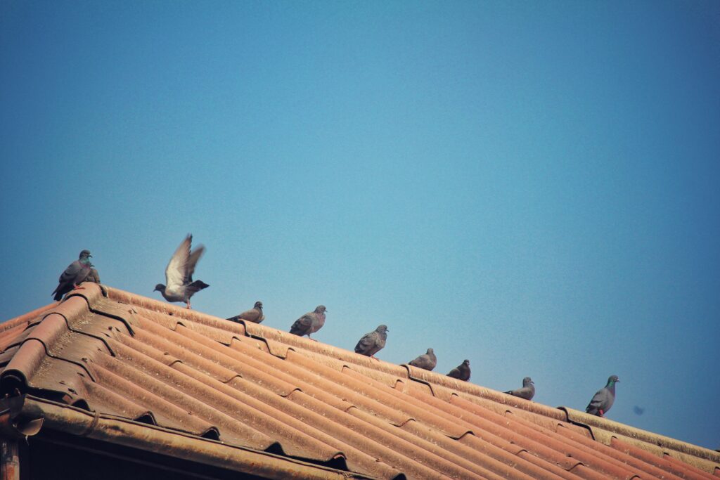 Low Angle View Birds Perching Roof Against Clear Blue Sky